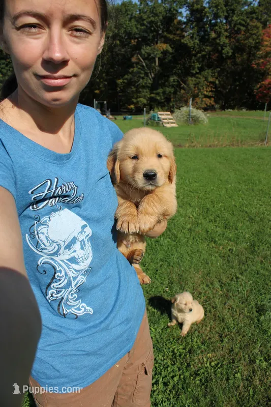 Teen Titan  – Golden Retriever puppy for sale in New Bloomfield, PA
