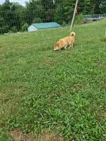 AKC Memory, a female Shiba Inu for sale in New Bloomfield, PA – 5 of 8