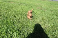 AKC Snappy, a male Golden Retriever for sale in New Bloomfield, PA – 3 of 8