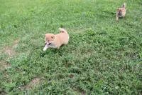 Old Maid, a female Shiba Inu for sale in New Bloomfield, PA – 3 of 10