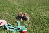 Dark Chocolate , a female Shiba Inu for sale in New Bloomfield, PA – 7 of 10