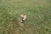 AKC KitKat, a female Shiba Inu for sale in New Bloomfield, PA – 4 of 10