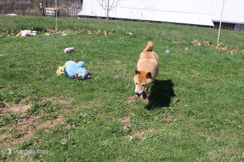 Misty – Shiba Inu puppy for sale in New Bloomfield, PA