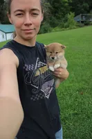 Old Maid, a female Shiba Inu for sale in New Bloomfield, PA – 6 of 10