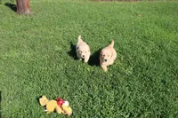 Teen Titan , a male Golden Retriever for sale in New Bloomfield, PA – 2 of 10