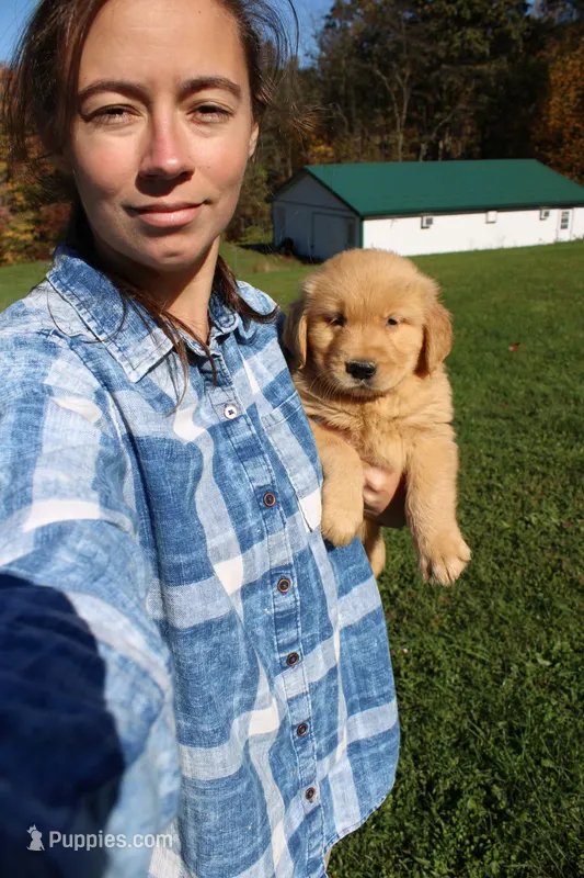 CatDog – Golden Retriever puppy for sale in New Bloomfield, PA