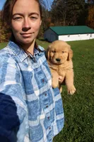 CatDog, a male Golden Retriever for sale in New Bloomfield, PA – 1 of 8