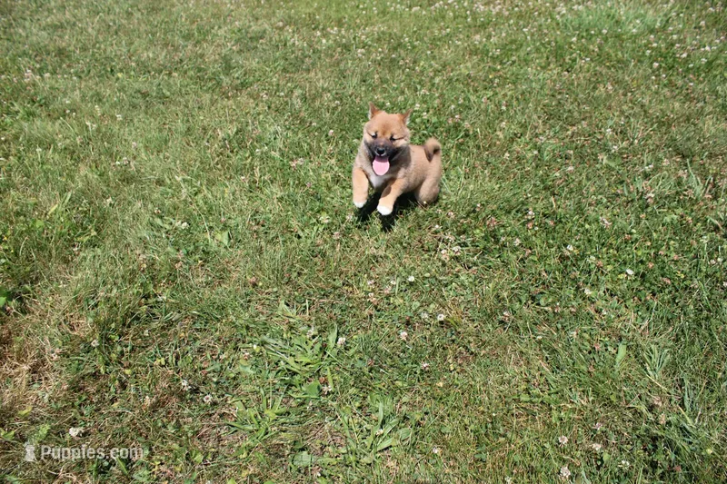 Dark Chocolate  – Shiba Inu puppy for sale in New Bloomfield, PA