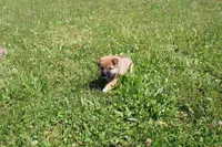 Dark Chocolate , a female Shiba Inu for sale in New Bloomfield, PA – 6 of 10