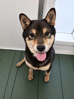 Dark Chocolate , a female Shiba Inu for sale in New Bloomfield, PA – 8 of 10