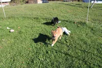 Charmeleon , a female Shiba Inu for sale in New Bloomfield, PA – 5 of 10