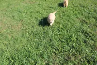 Mandy, a female Golden Retriever for sale in New Bloomfield, PA – 6 of 10