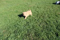 CatDog, a male Golden Retriever for sale in New Bloomfield, PA – 6 of 8