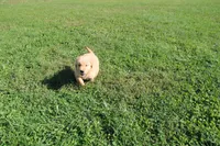 Teen Titan , a male Golden Retriever for sale in New Bloomfield, PA – 5 of 10