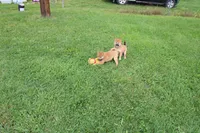 AKC Charmander, a female Shiba Inu for sale in New Bloomfield, PA – 4 of 8