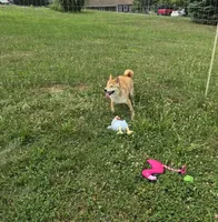 Kiwi, a female Shiba Inu for sale in New Bloomfield, PA – 8 of 10