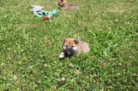 Dark Chocolate , a female Shiba Inu for sale in New Bloomfield, PA – 3 of 10