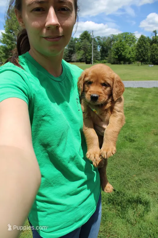 AKC Helen  – Golden Retriever puppy for sale in New Bloomfield, PA