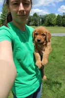AKC Helen , a female Golden Retriever for sale in New Bloomfield, PA – 6 of 9
