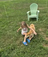 Kiwi, a female Shiba Inu for sale in New Bloomfield, PA – 3 of 10
