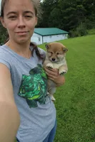 AKC Uno, a female Shiba Inu for sale in New Bloomfield, PA – 7 of 7