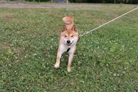 Pound Cake, a male Shiba Inu for sale in New Bloomfield, PA – 6 of 9