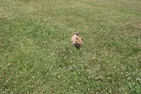 AKC KitKat, a female Shiba Inu for sale in New Bloomfield, PA – 7 of 10