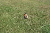 AKC KitKat, a female Shiba Inu for sale in New Bloomfield, PA – 5 of 10