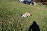 AKC Powerpuff, a female Golden Retriever for sale in New Bloomfield, PA – 5 of 9