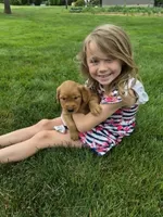 AKC Helen , a female Golden Retriever for sale in New Bloomfield, PA – 1 of 8