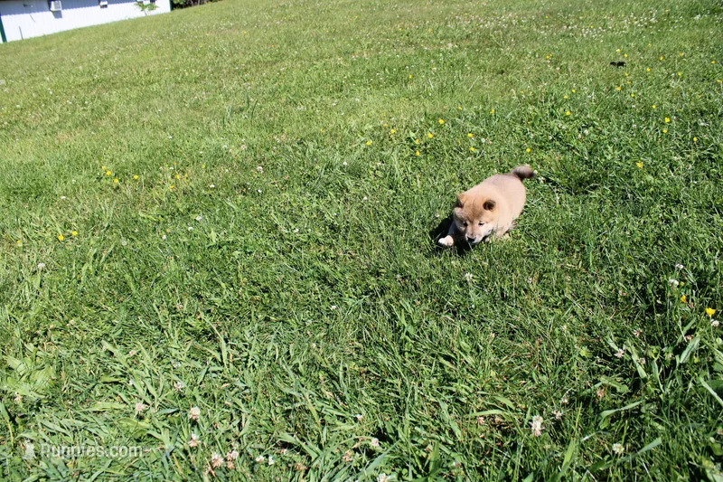 AKC Doodle – Shiba Inu puppy for sale in New Bloomfield, PA