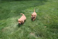 AKC Parr, a male Golden Retriever for sale in New Bloomfield, PA – 6 of 10