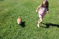 AKC February  , a female Shiba Inu for sale in New Bloomfield, PA – 3 of 10