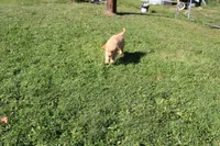 AKC Courage , a female Golden Retriever for sale in New Bloomfield, PA – 3 of 9