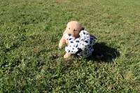 AKC Powerpuff, a female Golden Retriever for sale in New Bloomfield, PA – 3 of 9