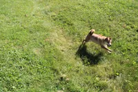 AKC February  , a female Shiba Inu for sale in New Bloomfield, PA – 4 of 10