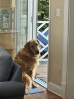 Riley, a male Golden Retriever for sale in New Bloomfield, PA – 6 of 7