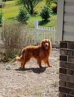 Teen Titan , a male Golden Retriever for sale in New Bloomfield, PA – 9 of 10