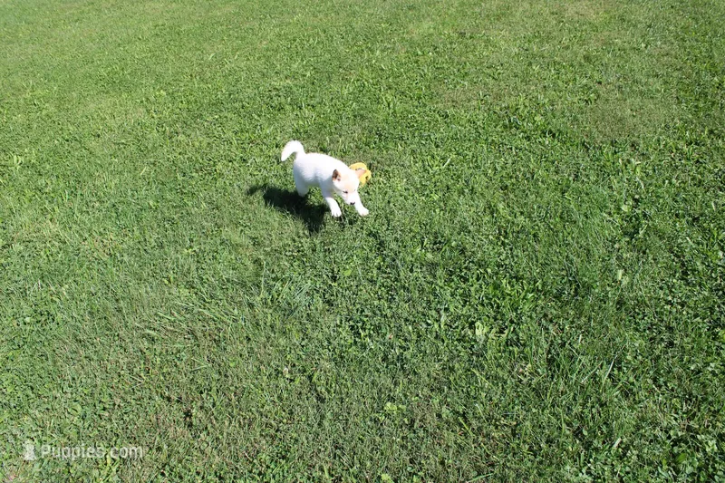 Fruit Cake – Shiba Inu puppy for sale in New Bloomfield, PA