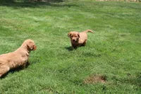 AKC Helen , a female Golden Retriever for sale in New Bloomfield, PA – 3 of 9