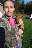 AKC Gladiator, a male Shiba Inu for sale in New Bloomfield, PA – 1 of 10