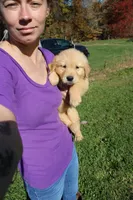 AKC Powerpuff, a female Golden Retriever for sale in New Bloomfield, PA – 4 of 9