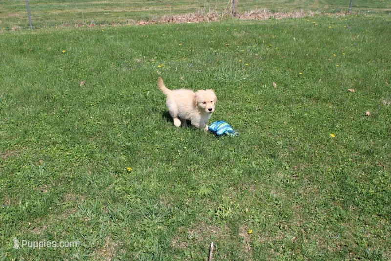 AKC Happy  – Golden Retriever puppy for sale in New Bloomfield, PA