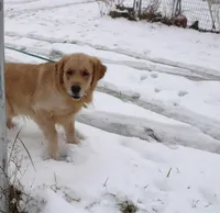 Elsa , a female Golden Retriever for sale in New Bloomfield, PA – Photo 7 of 8