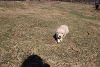 Elsa , a female Golden Retriever for sale in New Bloomfield, PA – Photo 4 of 8