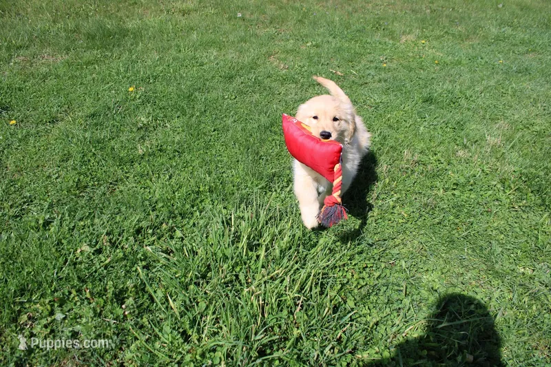 AKC Happy  – Golden Retriever puppy for sale in New Bloomfield, PA