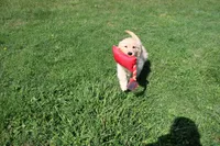 AKC Happy , a female Golden Retriever for sale in New Bloomfield, PA – 1 of 10