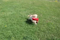 AKC Happy , a female Golden Retriever for sale in New Bloomfield, PA – 2 of 10