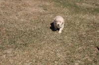 Elsa , a female Golden Retriever for sale in New Bloomfield, PA – Photo 3 of 8