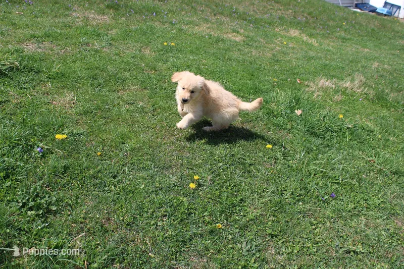 AKC Happy  – Golden Retriever puppy for sale in New Bloomfield, PA